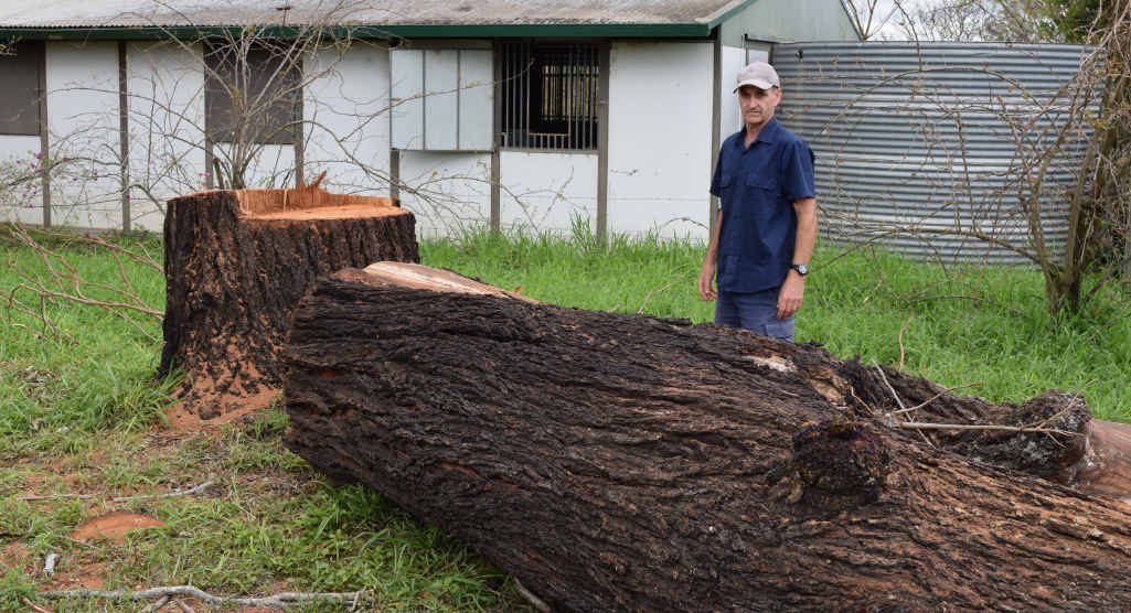 TALL TIMBER: Fairney view resident Brad Millie said Somerset Regional Council ordered a contractor to cut down a perfectly healthy ironbark tree. TALL TIMBER: Fairney view resident Brad Millie said Somerset Regional Council ordered a contractor to cut down a perfectly healthy ironbark tree.
