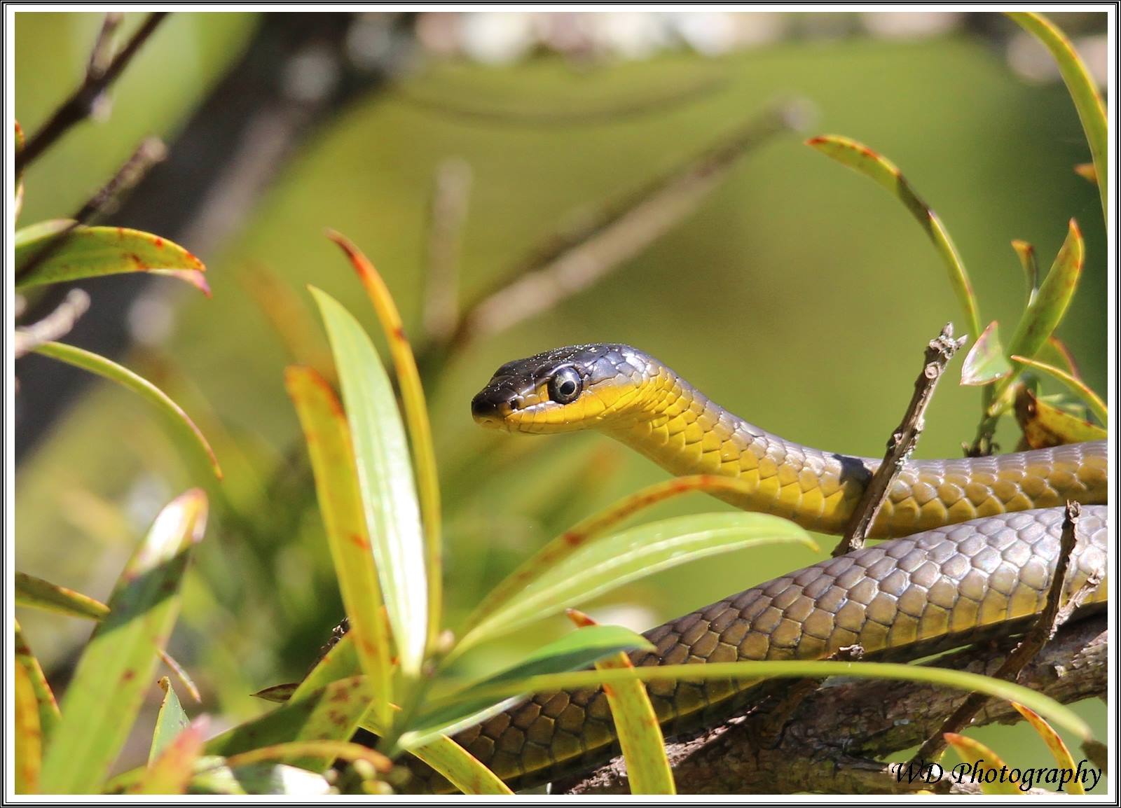A beautifully coloured green tree snake taken at Wollongbar TAFE A beautifully coloured green tree snake taken at Wollongbar TAFE