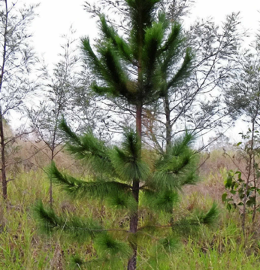 INTRODUCED SPECIES: Slash pine (Pinus elliottii) is native to the south-east of the US. INTRODUCED SPECIES: Slash pine (Pinus elliottii) is native to the south-east of the US.