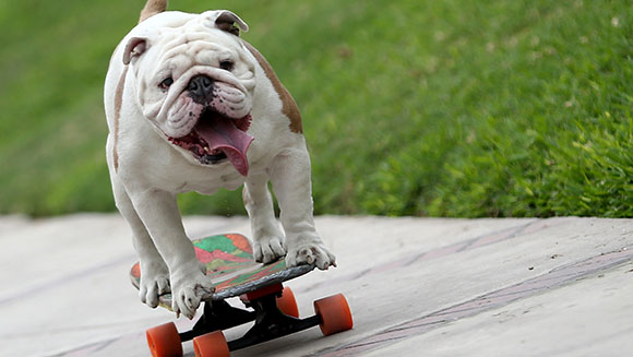 In Lima, Peru, Otto the Bulldog glided into the record books with a triumphant attempt at the Longest human tunnel travelled through by a skateboarding dog, all in honour of Guinness World Records Day 2015. In Lima, Peru, Otto the Bulldog glided into the record books with a triumphant attempt at the Longest human tunnel travelled through by a skateboarding dog, all in honour of Guinness World Records Day 2015.