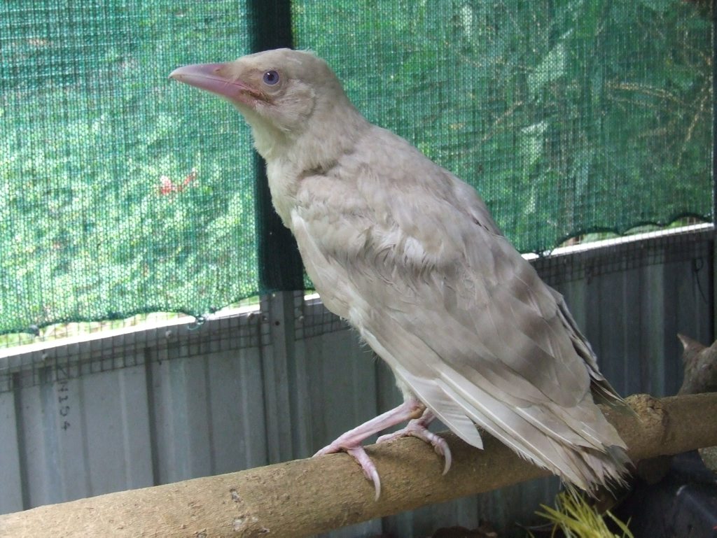 WIRES Northern Rivers is currently caring for a rare leucistic crow - a condition that results in partial loss of pigmentation. Photo courtesy WIRES Northern Rivers. Photo Contributed WIRES Northern Rivers is currently caring for a rare leucistic crow - a condition that results in partial loss of pigmentation. Photo courtesy WIRES Northern Rivers. Photo Contributed