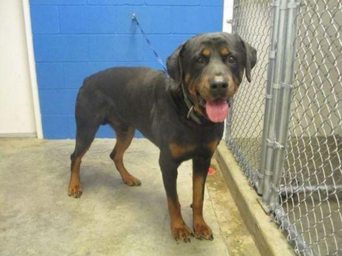 The dog that killed animal lover Anthony Riggs The dog that killed animal lover Anthony Riggs