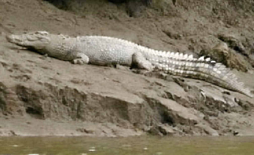Rangers are back searching the Mary River for another crocodile following a number of reported sightins in the past 12 months. Rangers are back searching the Mary River for another crocodile following a number of reported sightins in the past 12 months.