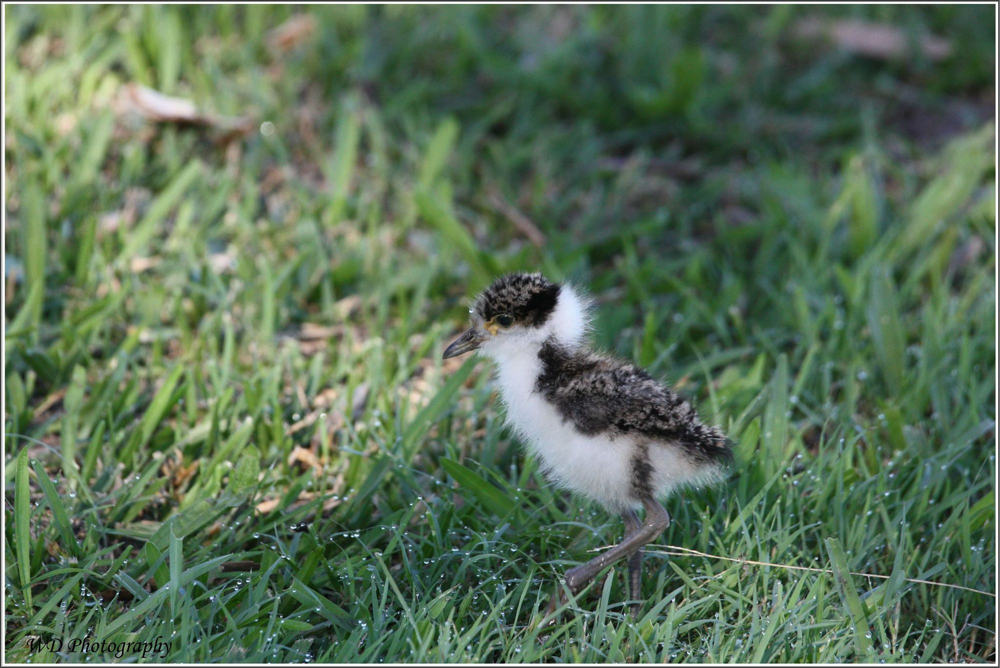 POD Wayne Day - Masked lapwing chick at Evans Head POD Wayne Day - Masked lapwing chick at Evans Head