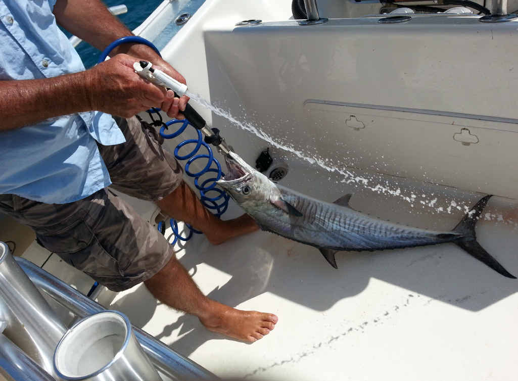 CLEAN HOOK-UP: One of the plentiful mackerel safely landed to keep for a feed. Many other hard-fighting fish were released to fight another day in the shark-infested waters. CLEAN HOOK-UP: One of the plentiful mackerel safely landed to keep for a feed. Many other hard-fighting fish were released to fight another day in the shark-infested waters.