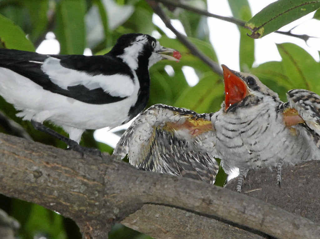 CREATIVE CUCKOO: Local bird photographer Keith Ireland (inset) captured this image of a peewee with a koel chick by climbing on top of a rickety shed. CREATIVE CUCKOO: Local bird photographer Keith Ireland (inset) captured this image of a peewee with a koel chick by climbing on top of a rickety shed.