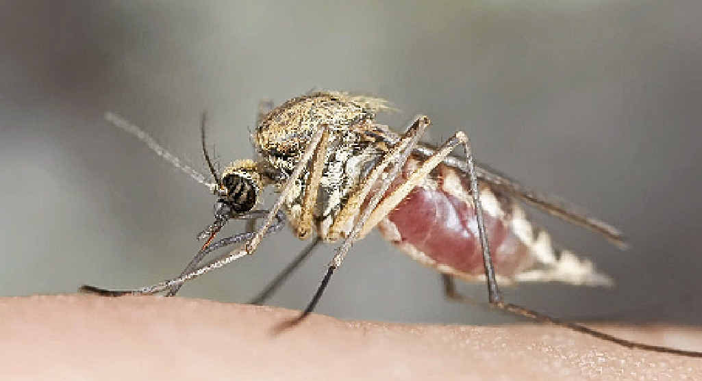 MOSQUITO GRANT: The University of the Sunshine Coast is leading the way in detecting diseases. MOSQUITO GRANT: The University of the Sunshine Coast is leading the way in detecting diseases.