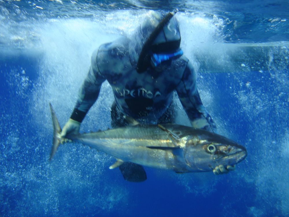 Blue water diving will often get you some cracking fish, but you will need a boat to find them Blue water diving will often get you some cracking fish, but you will need a boat to find them