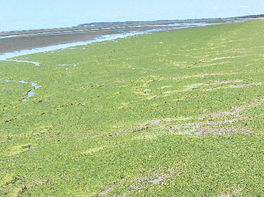 Bluegreen algae causes big beach stink Fraser Coast Chronicle