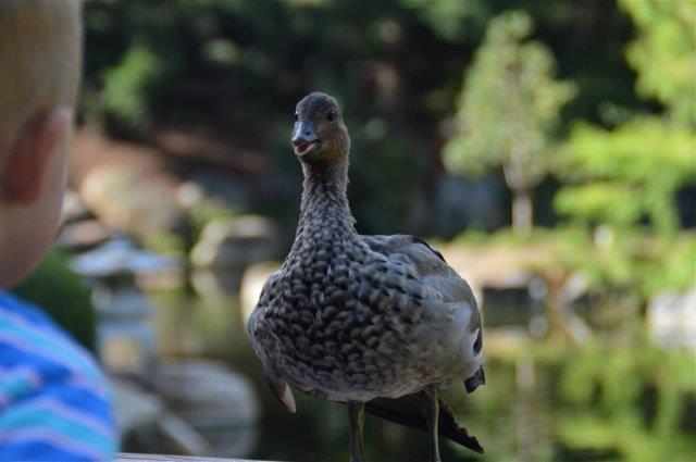 Have you snapped a happy snap of the region recently? We'd love to see your pics. Share your photos on our Facebook page to have your images printed in paper. Thank you to all our reader for sharing these images with us. Helen Munday - Chatty duck Have you snapped a happy snap of the region recently? We'd love to see your pics. Share your photos on our Facebook page to have your images printed in paper. Thank you to all our reader for sharing these images with us. Helen Munday - Chatty duck