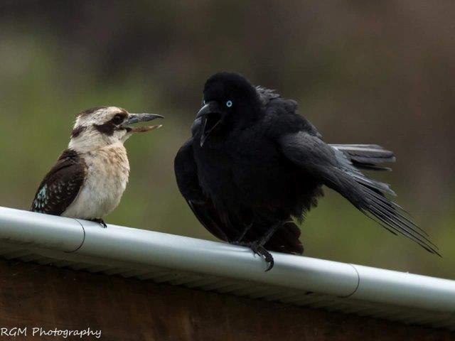 Have you snapped a happy snap of the region recently? We'd love to see your pics. Share your photos on our Facebook page to have your images printed in paper. Thank you to all our reader for sharing these images with us. Ronan Morgan - Crow and Kooka Have you snapped a happy snap of the region recently? We'd love to see your pics. Share your photos on our Facebook page to have your images printed in paper. Thank you to all our reader for sharing these images with us. Ronan Morgan - Crow and Kooka