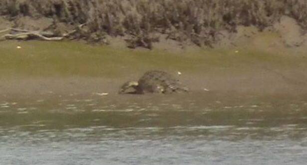 Julian Lawton snapped these photos of the crocodile just before 2pm today down the Fitzroy River Gabriel Creek other side of the red bridge.
Julian Lawton snapped these photos of the crocodile just before 2pm today down the Fitzroy River Gabriel Creek other side of the red bridge.