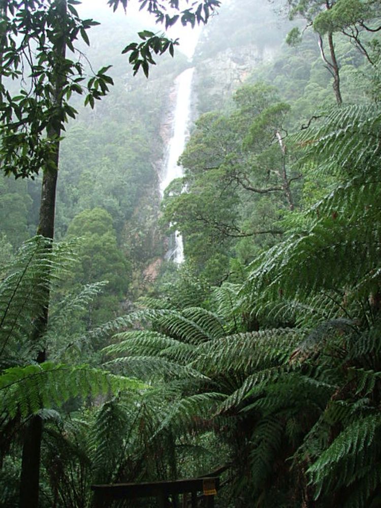 Montezuma Falls boast an impressive 104m vertical drop, one of the tallest in Tasmania and the perfect example of what could be hiding down that tight track most others drive straight past while aiming for the well-known areas. Montezuma Falls boast an impressive 104m vertical drop, one of the tallest in Tasmania and the perfect example of what could be hiding down that tight track most others drive straight past while aiming for the well-known areas.
