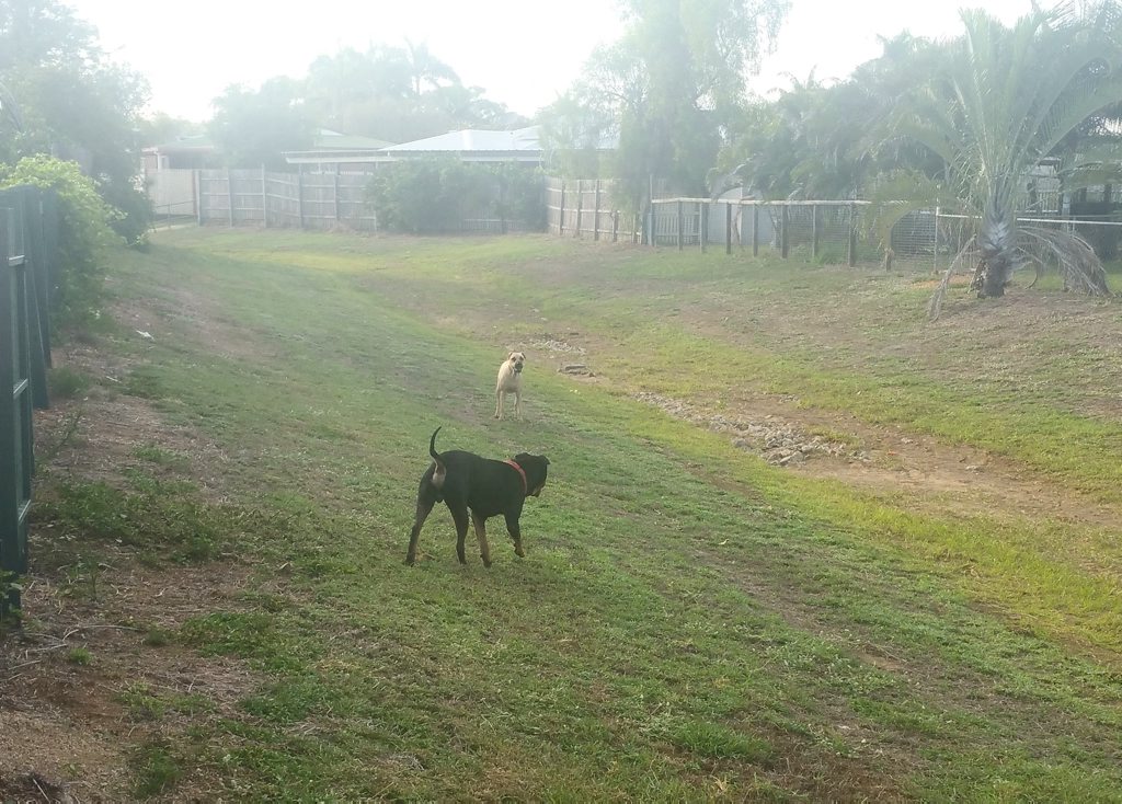 Photos of the dogs which a Gracemere woman says ripped her pet rabbits apart Photo: Contributed Photos of the dogs which a Gracemere woman says ripped her pet rabbits apart Photo: Contributed