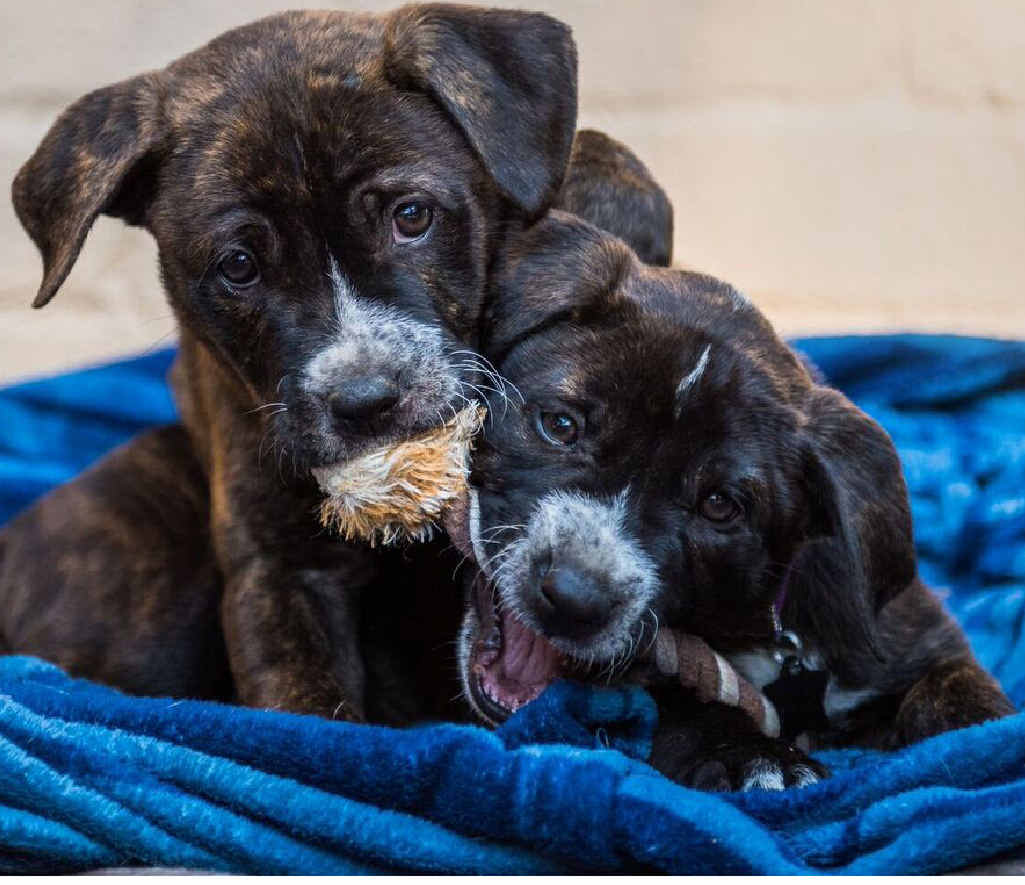 CUTE AND CUDDLY: PETstock is asking animal lovers to support rescue pets from around Australia by buying a 2016 PETstock calendar for family and friends. CUTE AND CUDDLY: PETstock is asking animal lovers to support rescue pets from around Australia by buying a 2016 PETstock calendar for family and friends.