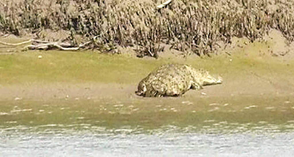 SNAPPED: This 4.5m crocodile was spotted by boaties in the Fitzroy River near Gavial Creek on Tuesday. SNAPPED: This 4.5m crocodile was spotted by boaties in the Fitzroy River near Gavial Creek on Tuesday.