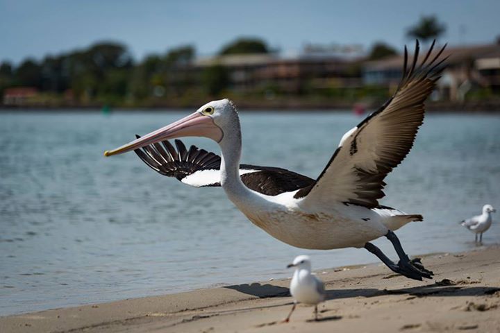 Brett Campbell - Pelican in north creek Ballina Brett Campbell - Pelican in north creek Ballina