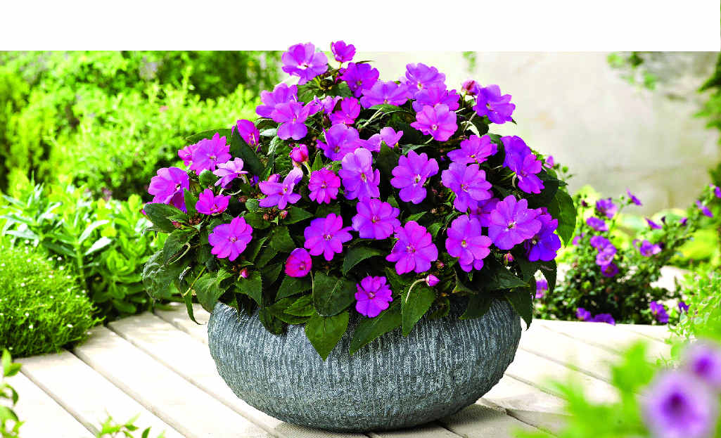 Hardy perennials like sunpatiens flower profusely, but you won’t need to replace them as often as annuals. Hardy perennials like sunpatiens flower profusely, but you won’t need to replace them as often as annuals.