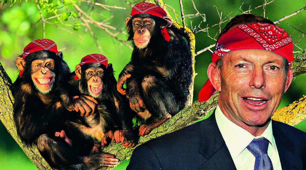 EDITOR’S NOTE: The author is aware the “monkeys” pictured are technically chimpanzees, but they were so cute he just ran with it. EDITOR’S NOTE: The author is aware the “monkeys” pictured are technically chimpanzees, but they were so cute he just ran with it.