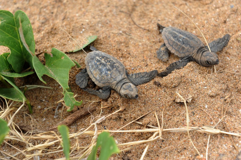 TURTLE CONSERVATION: Hatchling Loggerhead turtles on Mon Repos Beach Photo: Mike Knott / NewsMail TURTLE CONSERVATION: Hatchling Loggerhead turtles on Mon Repos Beach Photo: Mike Knott / NewsMail
