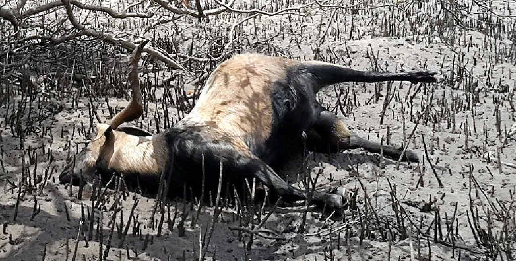 GOATS FOUND: A number of wild goats have died on Great Keppel Island. GOATS FOUND: A number of wild goats have died on Great Keppel Island.