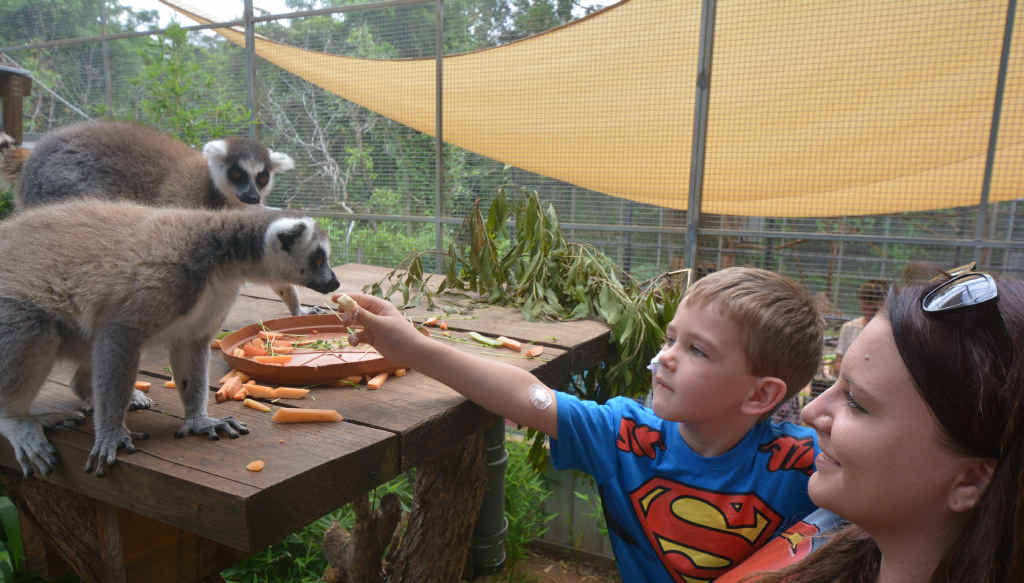 PRECIOUS MEMORIES TO CHERISH: Queensland Zoo’s lemurs are a favourite for Miller O’Flynn and his mum, Sophie Cashen. PRECIOUS MEMORIES TO CHERISH: Queensland Zoo’s lemurs are a favourite for Miller O’Flynn and his mum, Sophie Cashen.