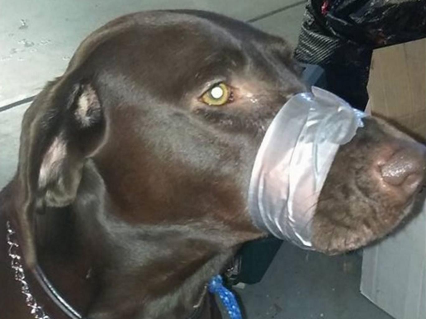 The dog was last seen with duct tape around its mouth. Photo: File The dog was last seen with duct tape around its mouth. Photo: File