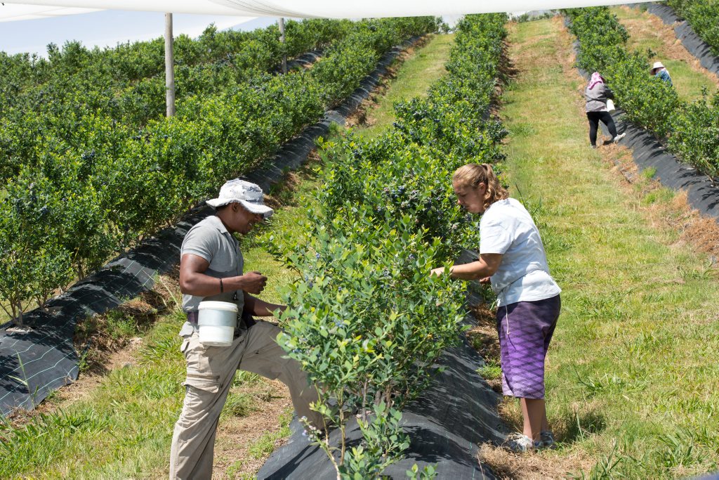 Blueberry pickers at work. Blueberry pickers at work.