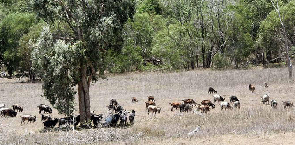 WILD GOATS: Stakeholders and Tower Holdings will meet on December 11 to talk about a pest management plan of the island and to create a solution to the issue of wild goats. WILD GOATS: Stakeholders and Tower Holdings will meet on December 11 to talk about a pest management plan of the island and to create a solution to the issue of wild goats.