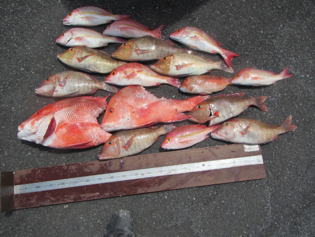 Three Gladstone fishermen were fined more than $400 each for exceeding bag limits for reef fish. Photo Fisheries Queensland Three Gladstone fishermen were fined more than $400 each for exceeding bag limits for reef fish. Photo Fisheries Queensland