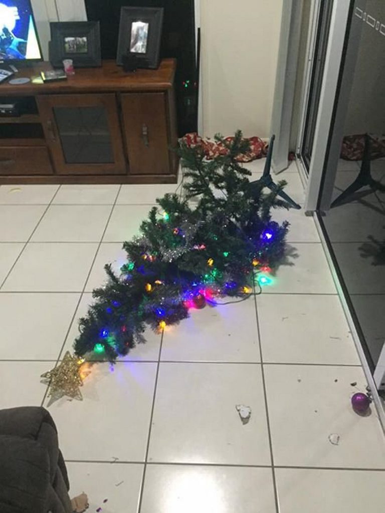 This is ours after the dog and cat got to it. Photo Patricia Dawn Hunt