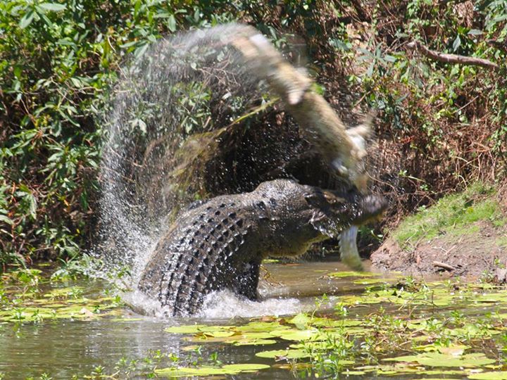 Photographer Sandra Bell captured this amazing image of a crocodile fight inRinyirru (Lakefield) National Park in North Queensland. Photographer Sandra Bell captured this amazing image of a crocodile fight inRinyirru (Lakefield) National Park in North Queensland.
