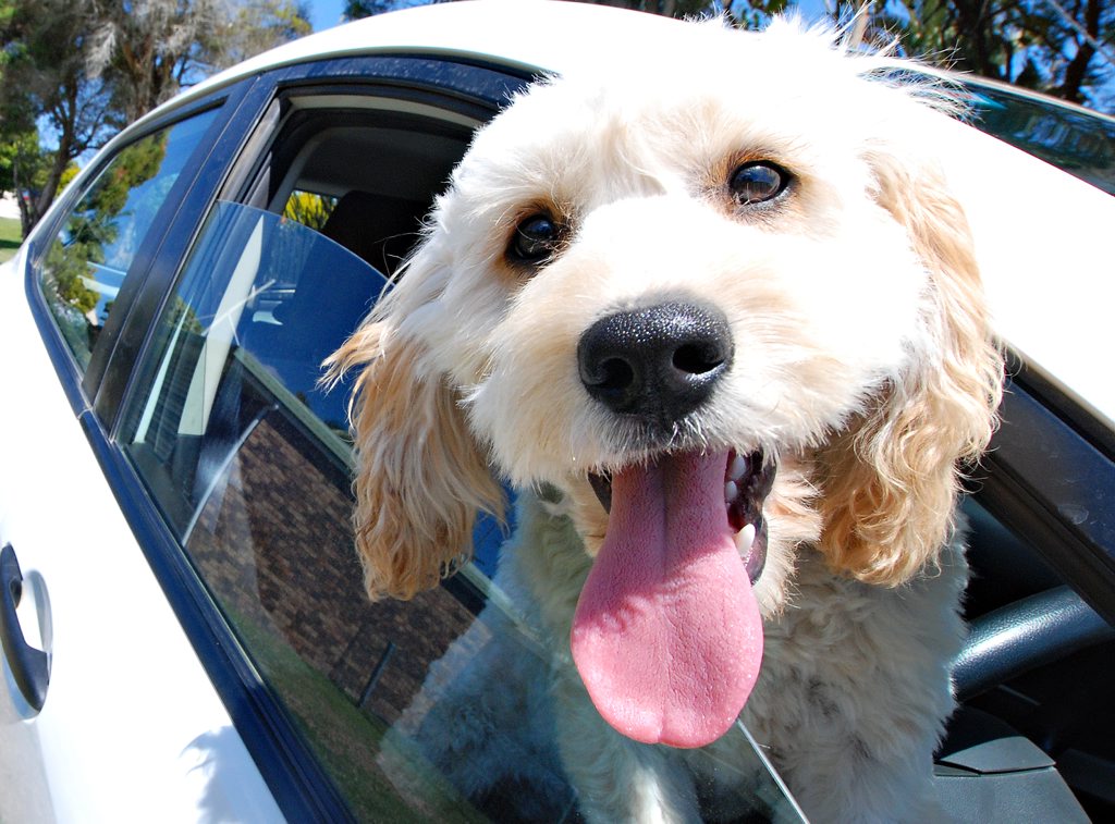 purina petlife roadie dog seat belt