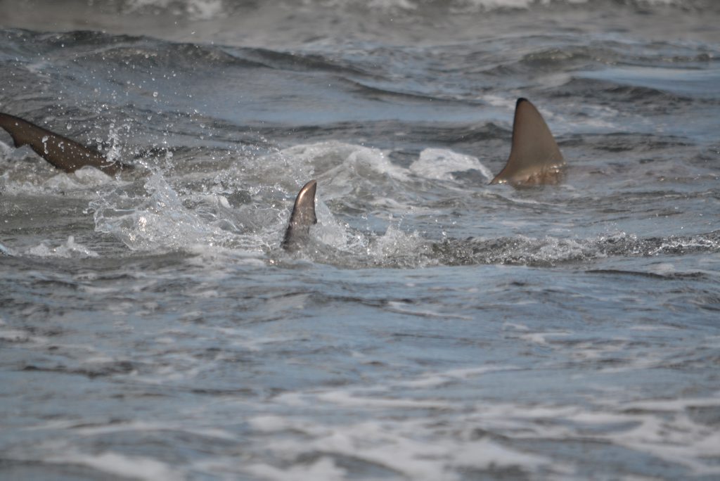 A pack of sharks gorging on fish at Agnes Water in 2012. A pack of sharks gorging on fish at Agnes Water in 2012.
