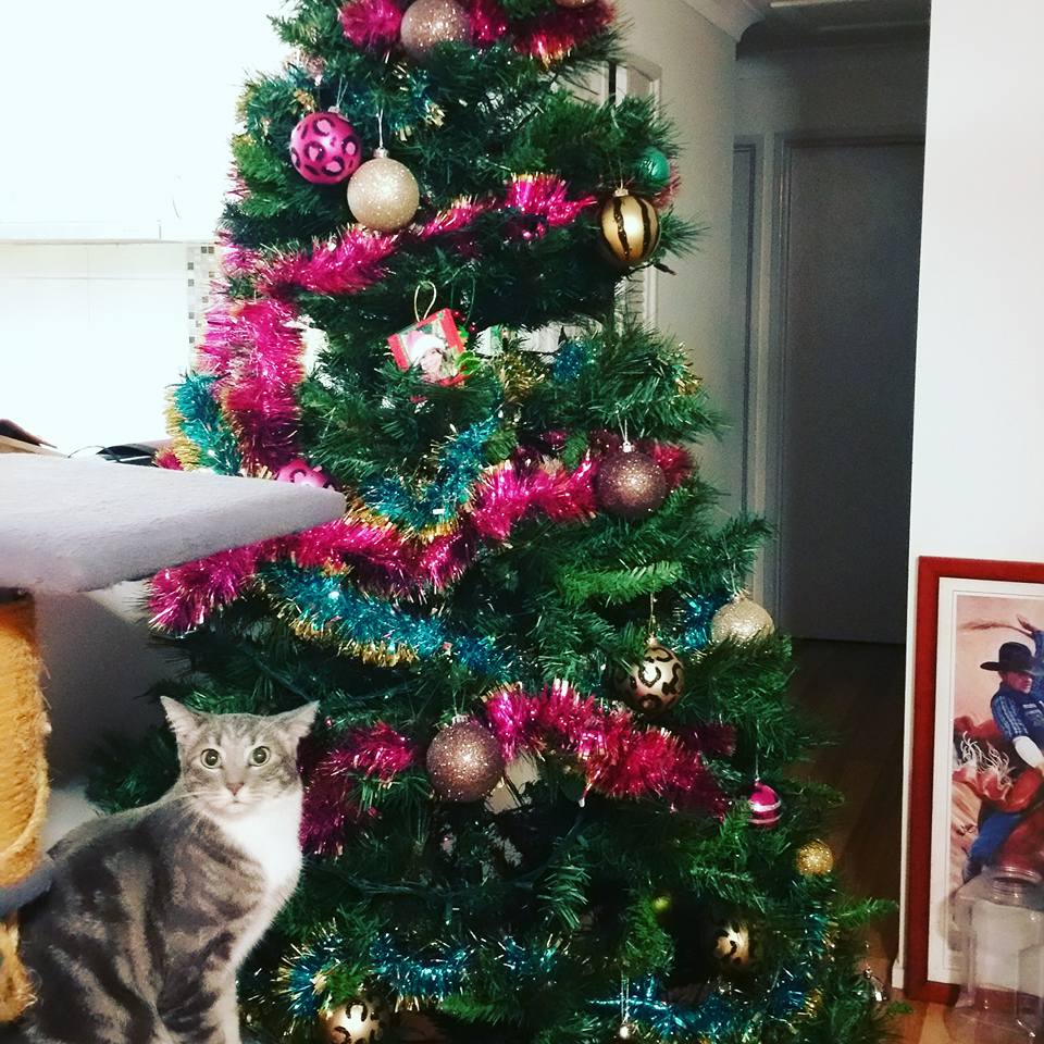 Patricia Voois - Kids decorated it, pretty sure the cat will undecorate it by the looks on his face! Patricia Voois - Kids decorated it, pretty sure the cat will undecorate it by the looks on his face!