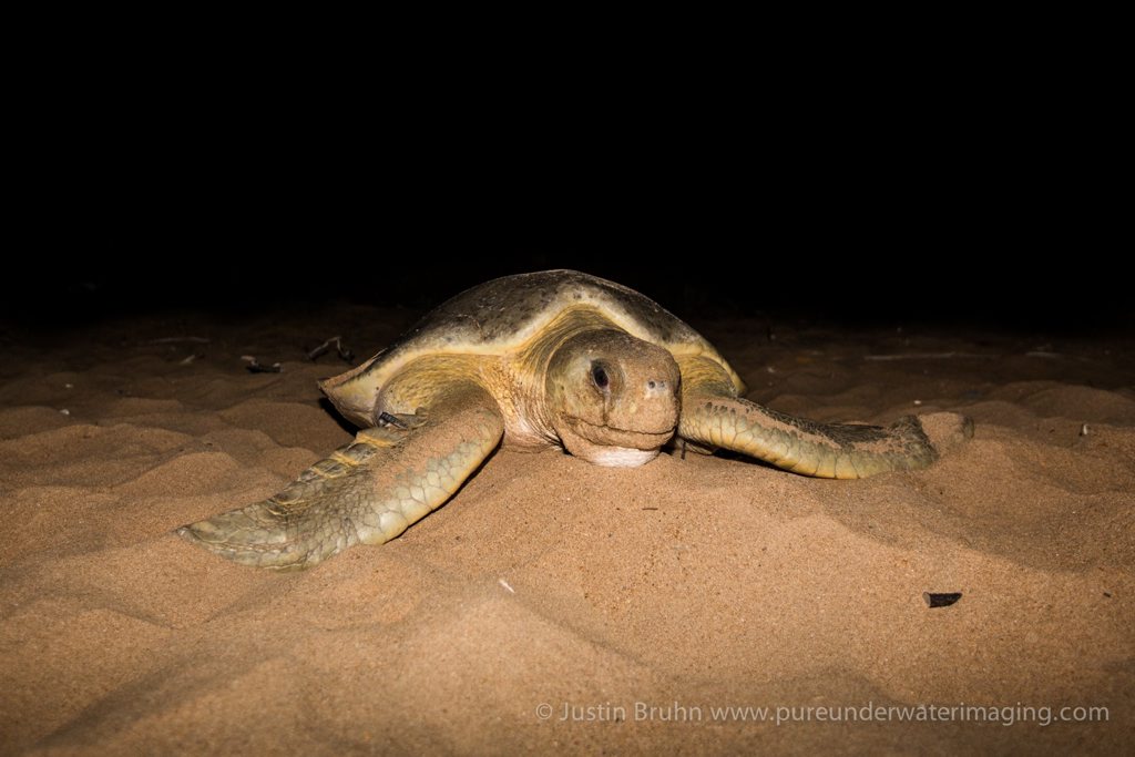 HOME SWEET HOME: The world's oldest tagged turtle arriving at Mon Repos for her 13th nesting. Photo Justin Bruhn HOME SWEET HOME: The world's oldest tagged turtle arriving at Mon Repos for her 13th nesting. Photo Justin Bruhn