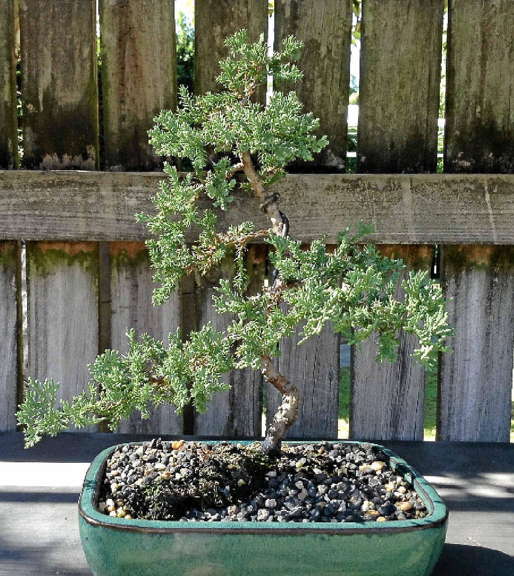 The bonsai bandit strikes Noosa Sunshine Coast Daily