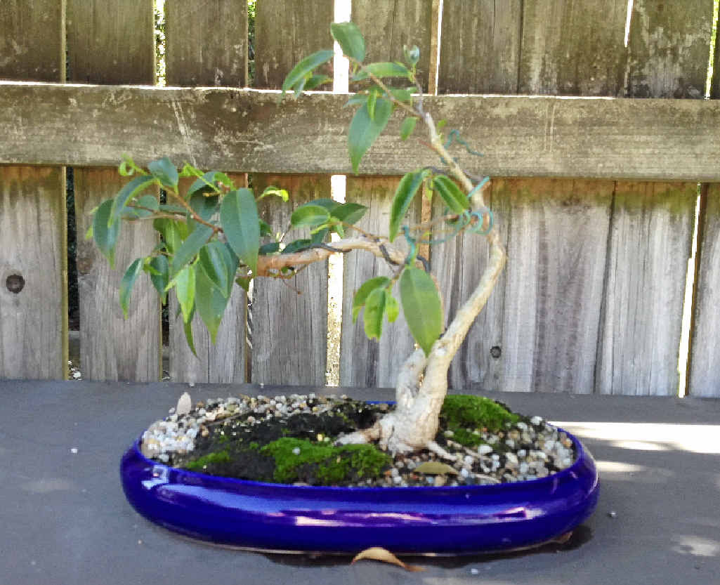 The bonsai bandit strikes Noosa Sunshine Coast Daily