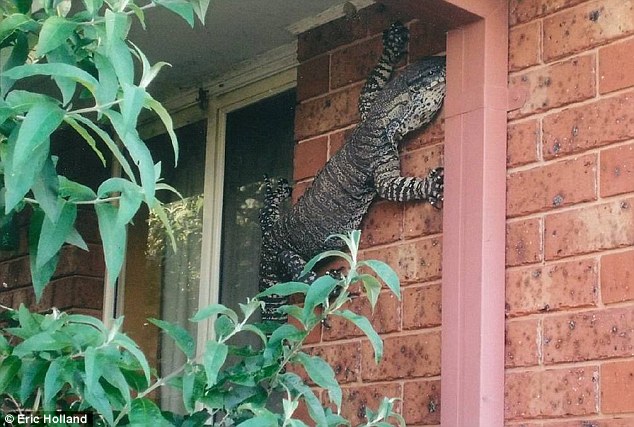 Eric Holland snapped this 1.5 metre lizard scaling the side of his Thurgoona property | Daily Mail Eric Holland snapped this 1.5 metre lizard scaling the side of his Thurgoona property | Daily Mail