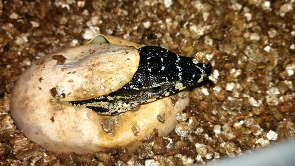 A new goanna has hatched at the Snakes Downunder Reptile Park and Zoo Childers Photo Contributed A new goanna has hatched at the Snakes Downunder Reptile Park and Zoo Childers Photo Contributed