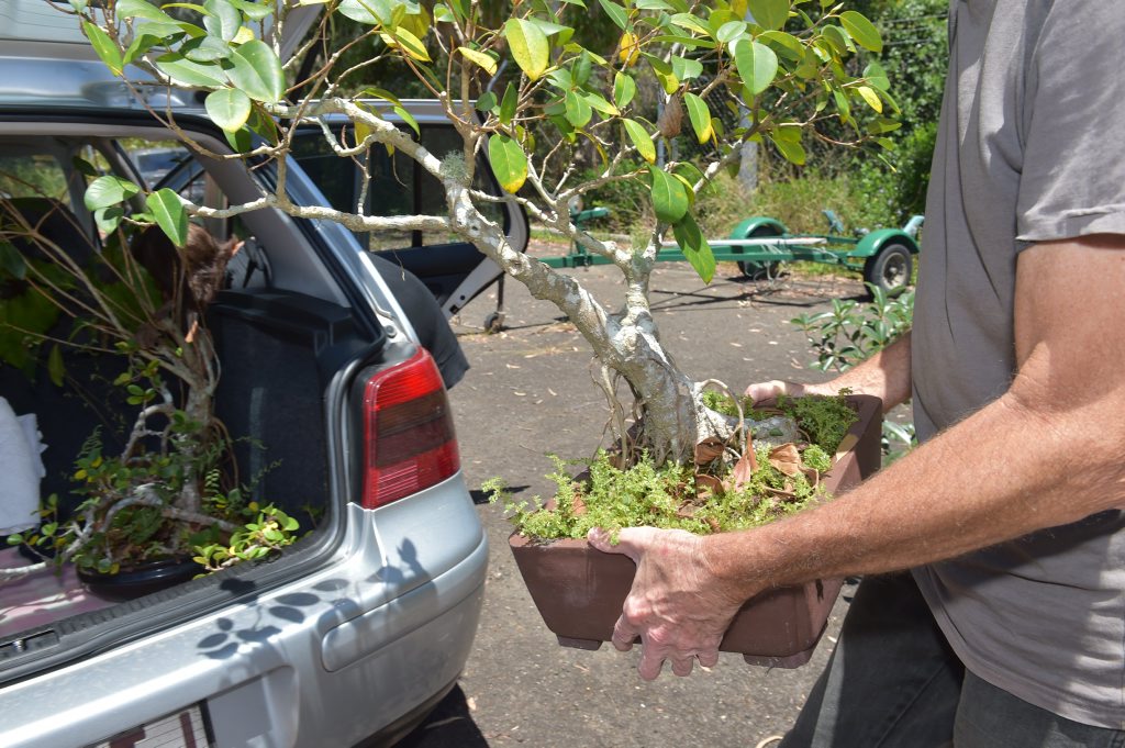 Stolen bonsai plants are recovered from Noosa Police Station today. Stolen bonsai plants are recovered from Noosa Police Station today.