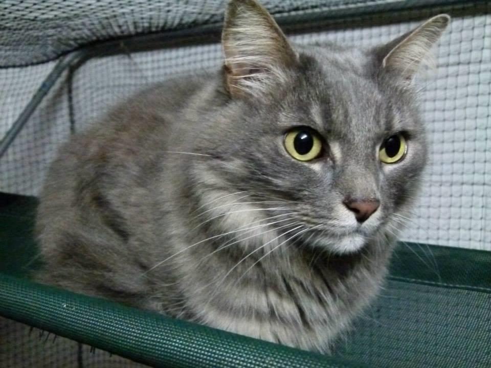 Marley is the 4 Paws animal rescue, Pet of the month Marley is the 4 Paws animal rescue, Pet of the month
