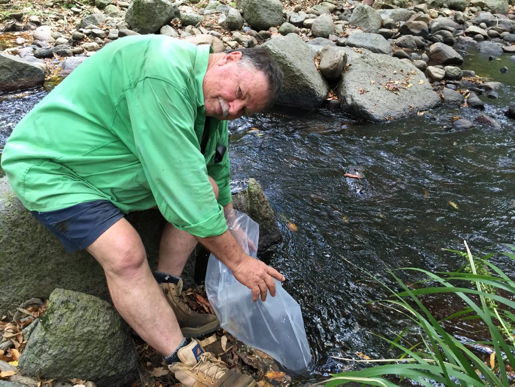 Long term waterwatch volunteer, Scott Woolbank, releases cod fingerlings in a pristine stretch of creek in the upper Mary. Long term waterwatch volunteer, Scott Woolbank, releases cod fingerlings in a pristine stretch of creek in the upper Mary.