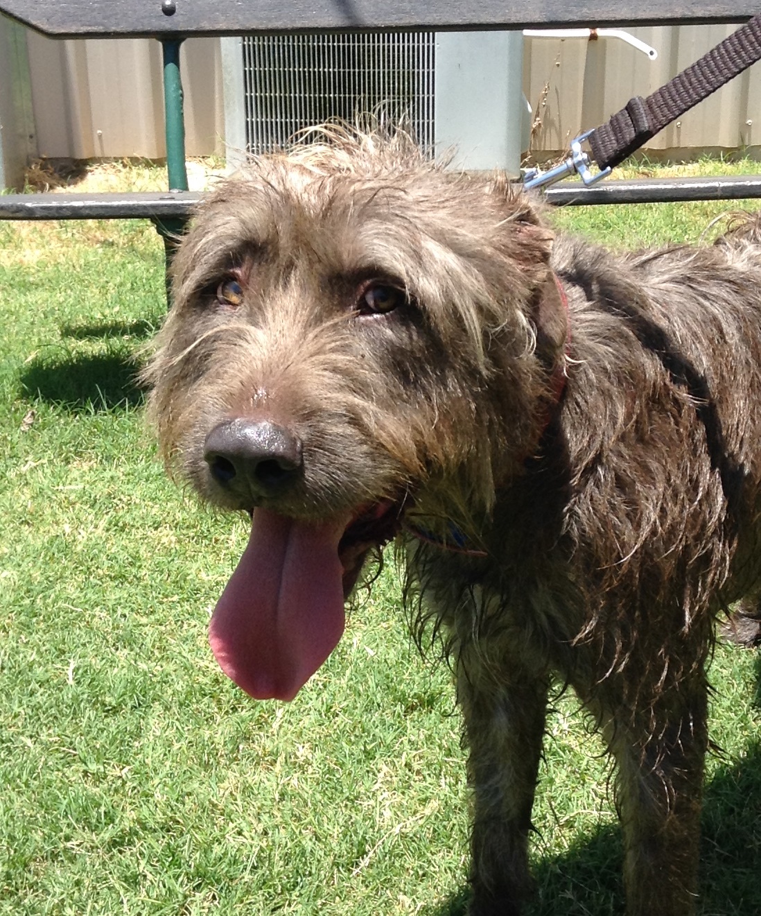 Adopt a pet this Christmas