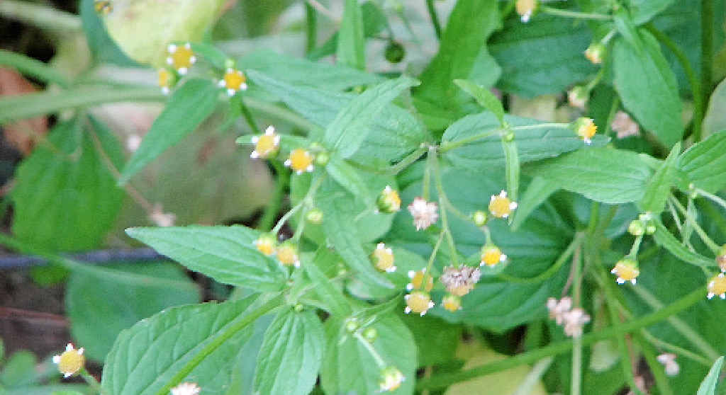 Potato weed now introduced to most of the world News Mail