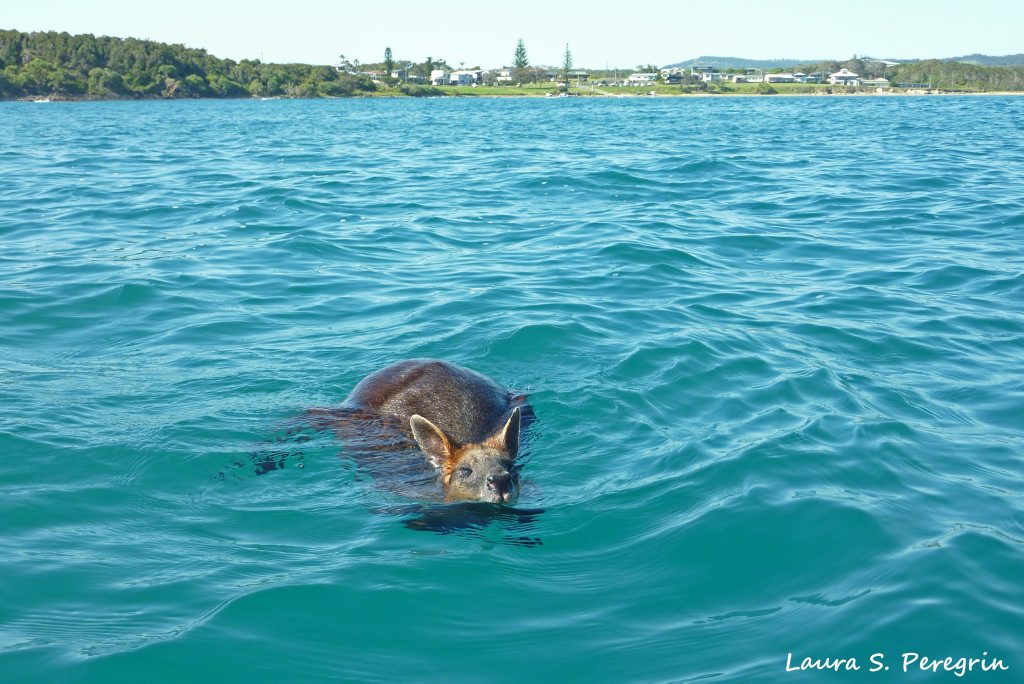 Southern Cross University marine science students rescue a swamp wallaby found swimming about a kilometre off Arrawarra Beach. Southern Cross University marine science students rescue a swamp wallaby found swimming about a kilometre off Arrawarra Beach.