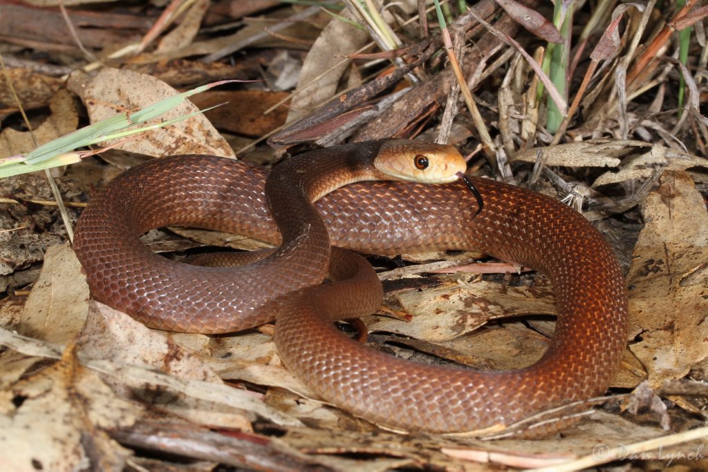 Picture: Coastal taipan Picture: Coastal taipan