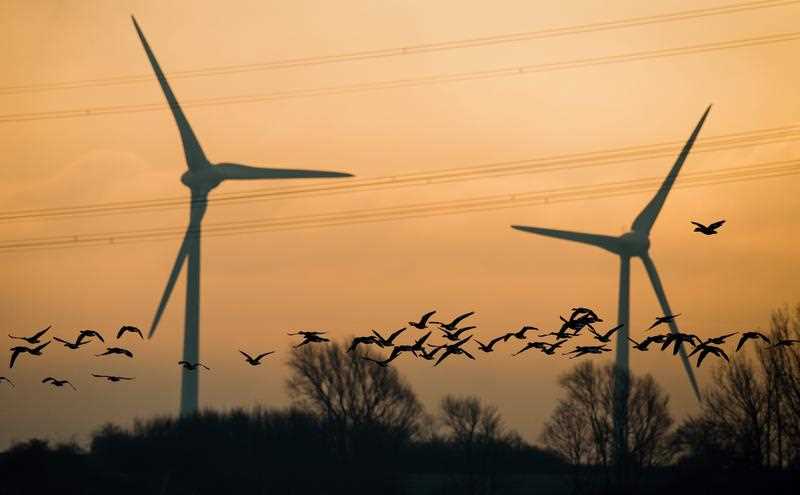 Grey geese (Anser anser) fly past a high-tension power line and wind turbines in the morning sun near Sehnde, Germany, 26 November 2015. Grey geese (Anser anser) fly past a high-tension power line and wind turbines in the morning sun near Sehnde, Germany, 26 November 2015.
