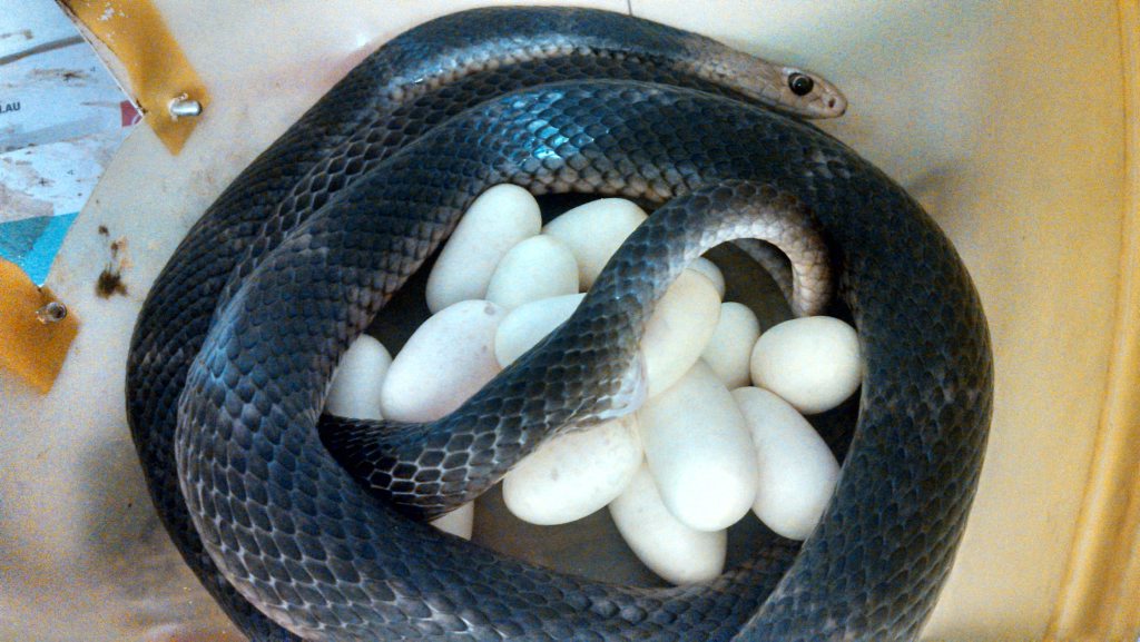 SNAKES DOWNUNDER: Eastern brown snake with a clutch of eggs. Photo Contributed SNAKES DOWNUNDER: Eastern brown snake with a clutch of eggs. Photo Contributed