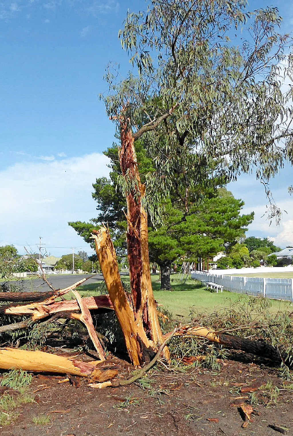 Fran Lawler’s photo of a tree in Slade Park blown to bits by a lightning strike.